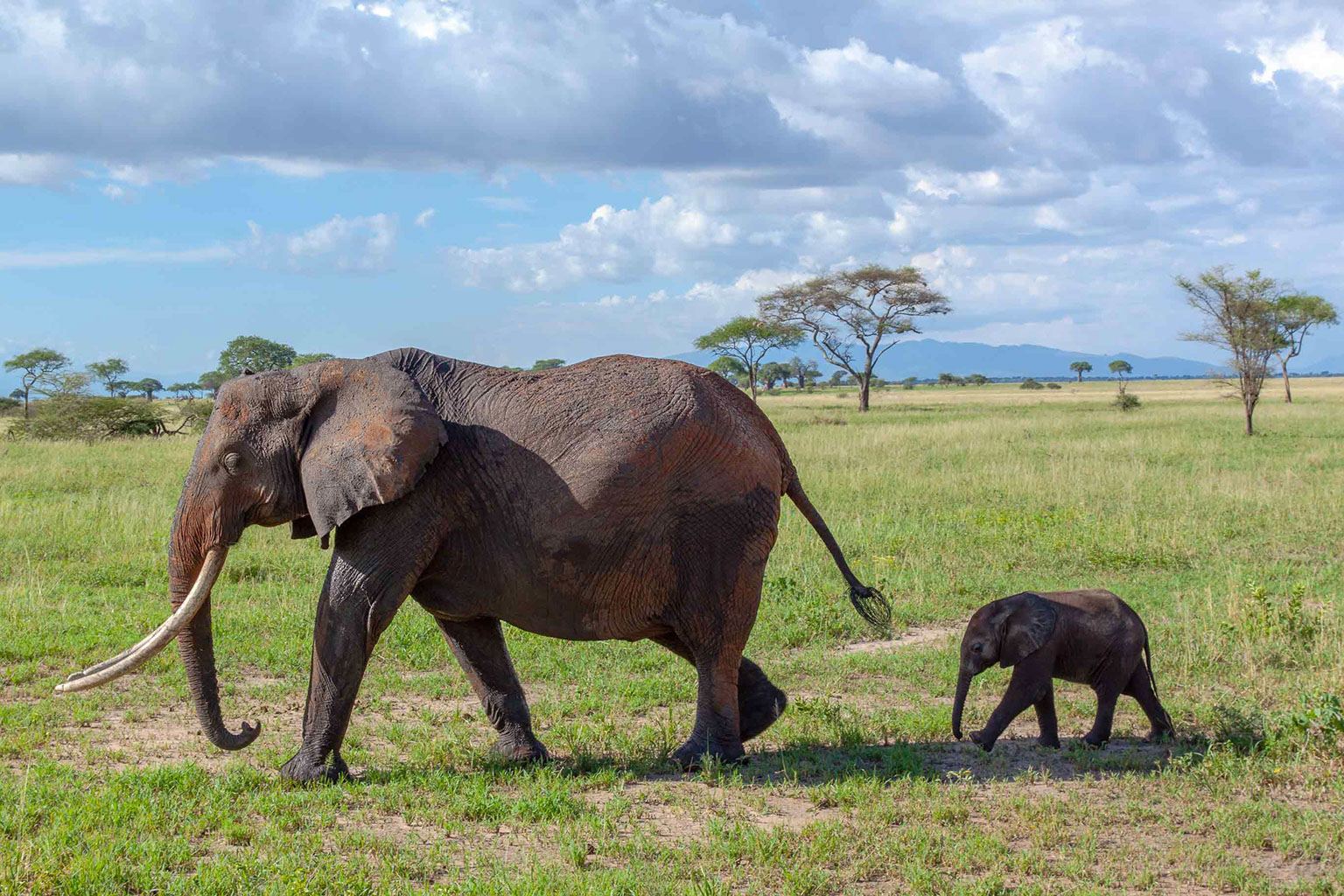 Éléphante et son petit en Tanzanie