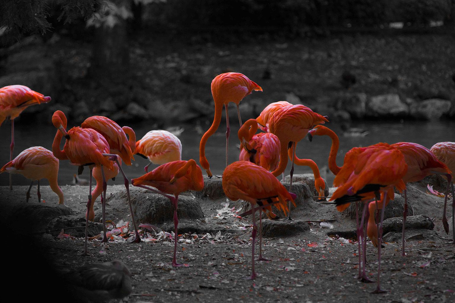 Photo voyage et animaux – flamants roses