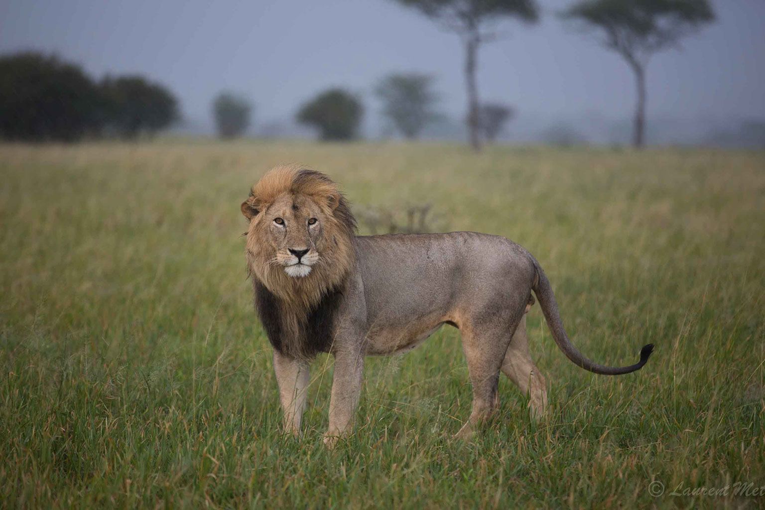 Photo animalière lion en Tanzanie