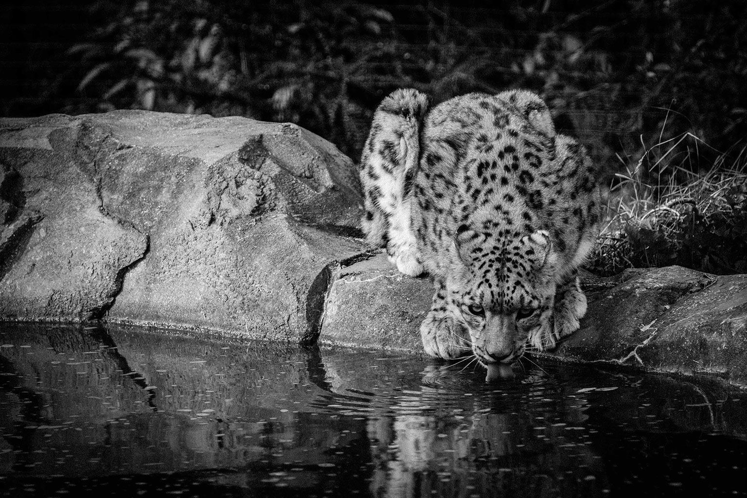Photo voyage et animaux – lynx