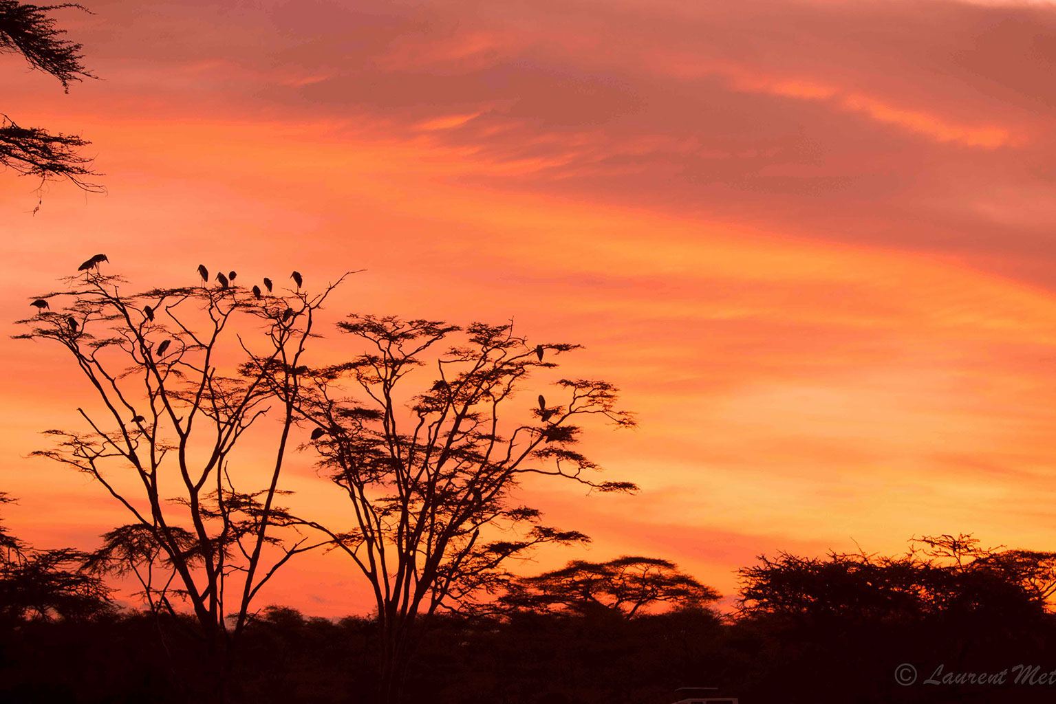 Photo voyage et animaux – tanzanie