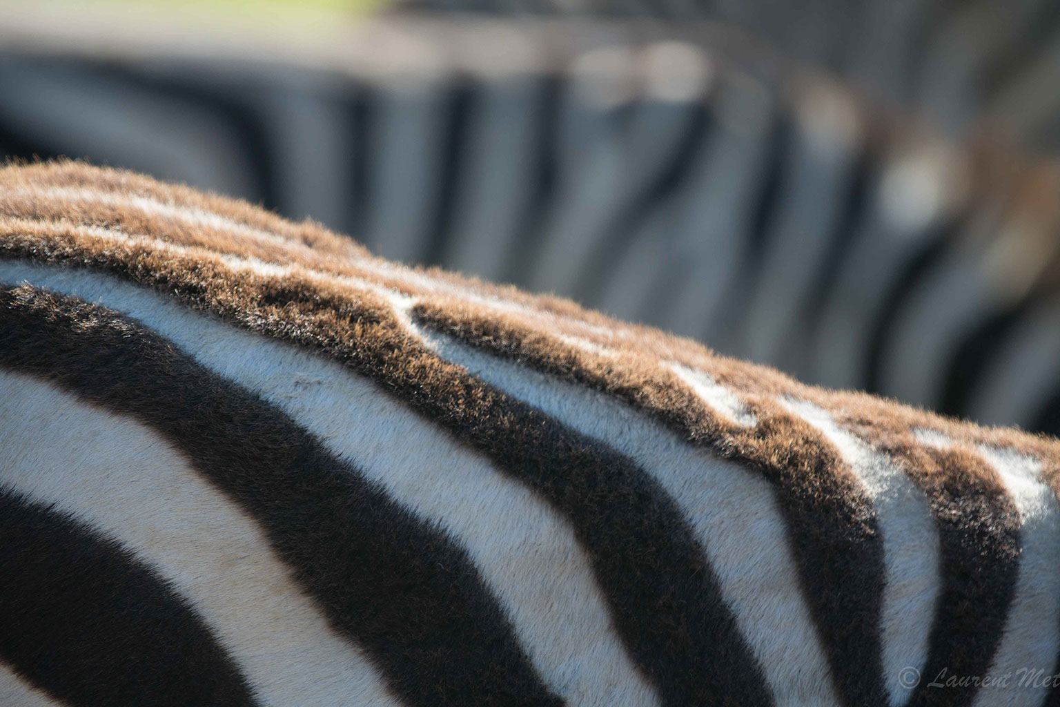 Photo voyage et animaux – zebre macro